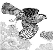 image002