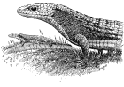 Lizard