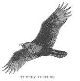 Turkey Vulture